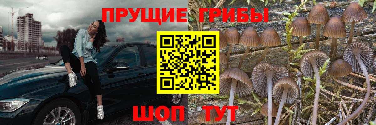 Псилоцибиновые грибы Psilocybine cubensis Елабуга